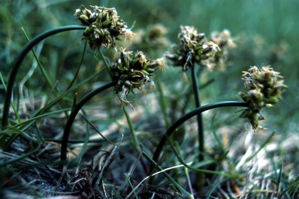 Curved Sedge growing on sandy ground