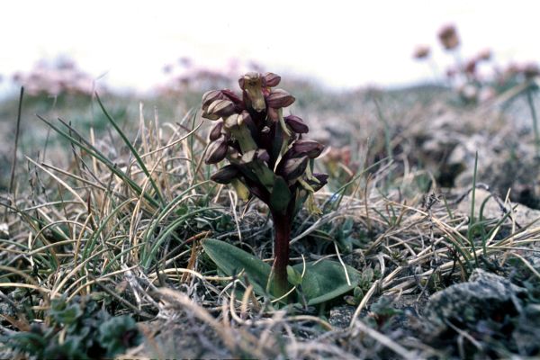 A Frog Orchi grows from rocky ground