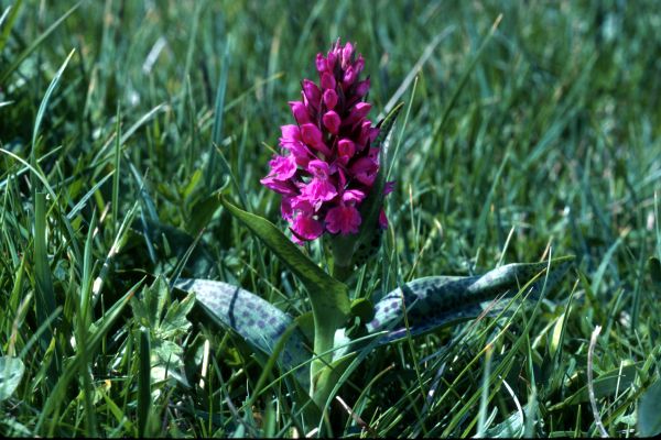 A Northern Marsh Orchid in close-up