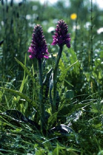 Northern Marsh Orchids growing in the grass.