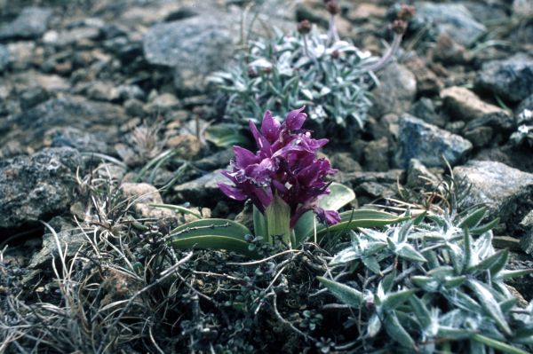 Early Purple Orchid growing on the Keen of Hamar