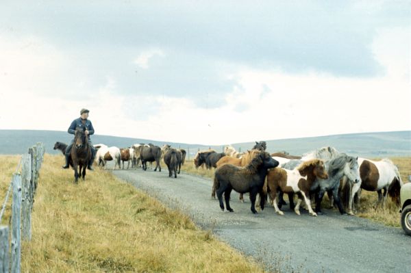 Taking in the Ponies, Fetlar.