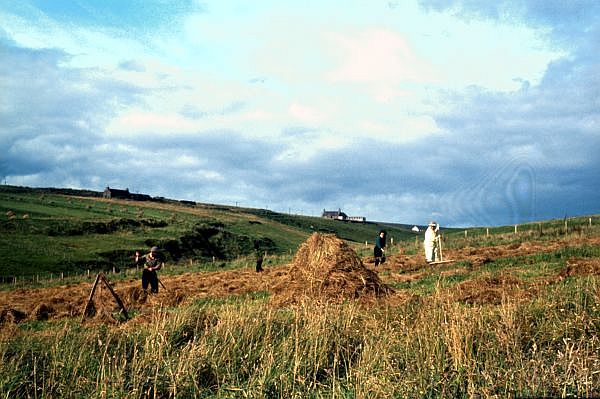 Fetlar folk working in the hay.