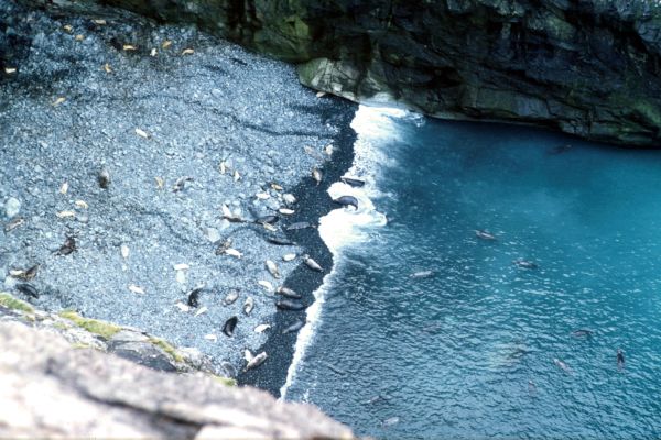 Grey Seals come ashore to pup at this place every year.