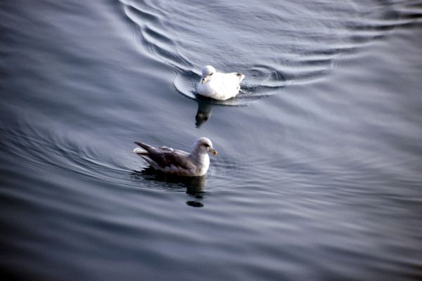 Fulmar(Northern Fulmar