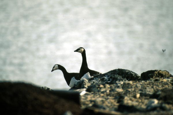 Two Barnacle Geese in profile