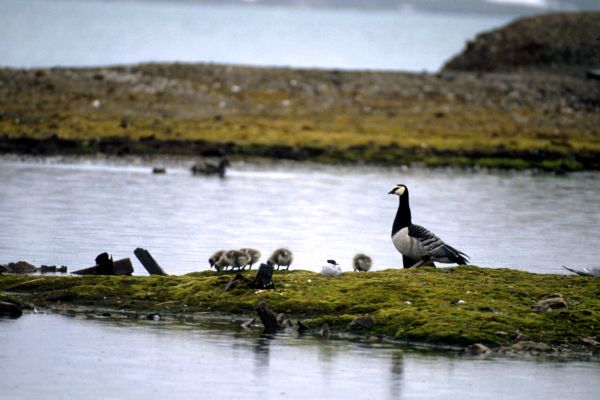 Barnacle Geese with young