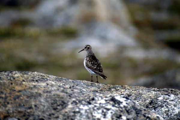 Purple Sandpiper