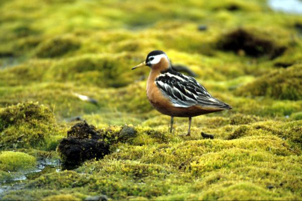 Grey phalarope