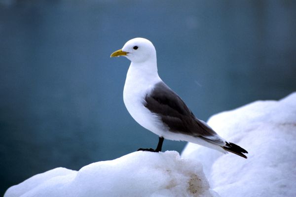 Kittiwake