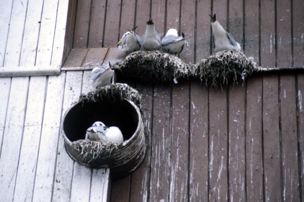 Kittiwake