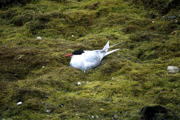 ArcticTern