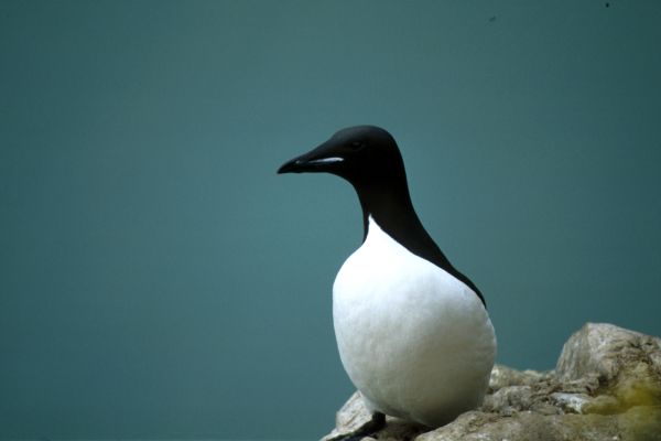 Brünnich's Guillemot