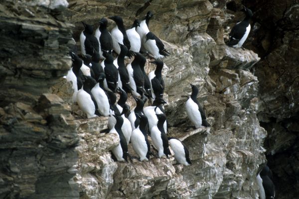 Brünnich's Guillemot