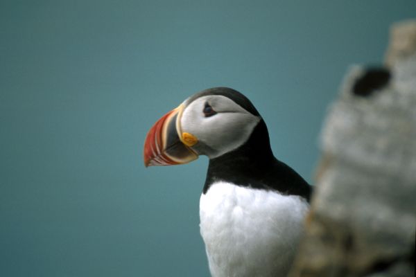 Puffin