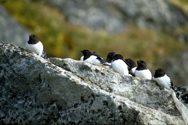 Little Auk