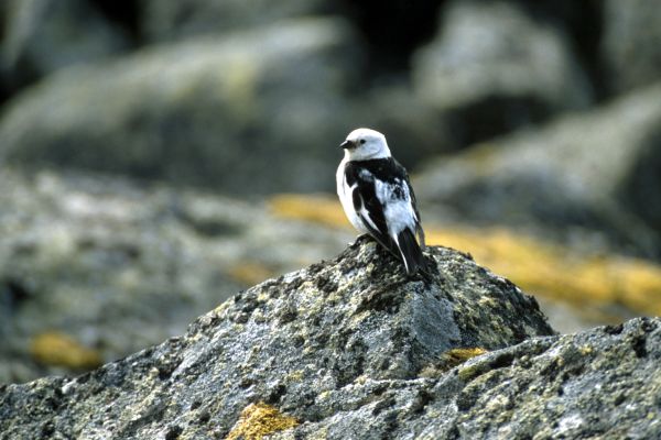 Snow Bunting