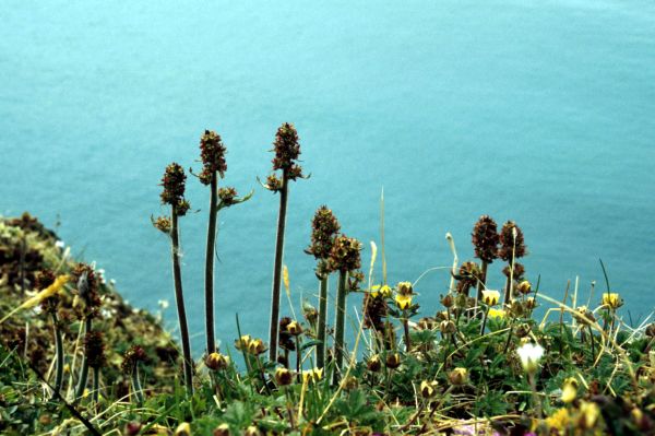 Hawkweed-leaved Saxifrage