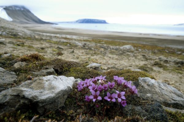 Purple Saxifrage