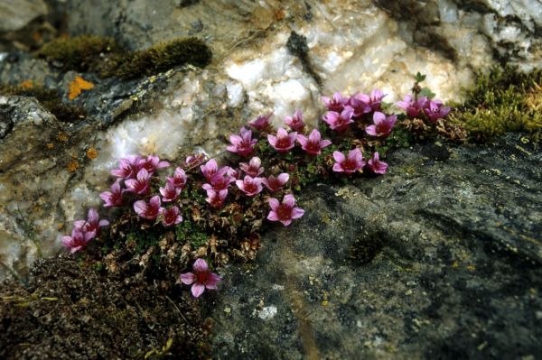 Purple Saxifrage