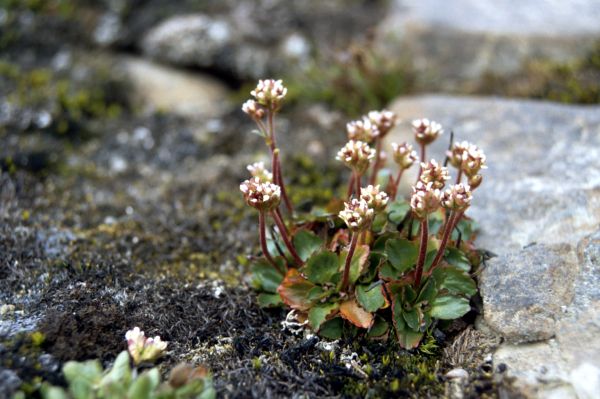 Alpine Saxifrage