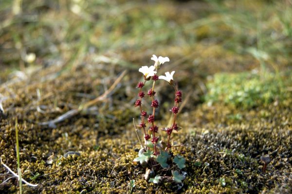 Drooping Saxifrage