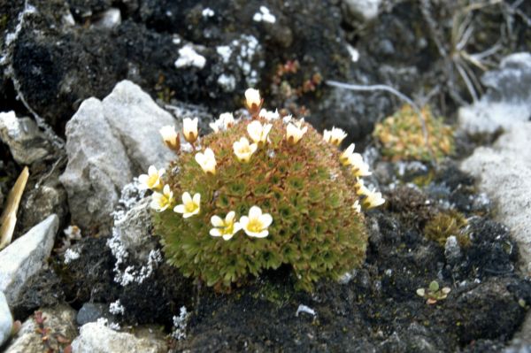 Tufted Saxifrage