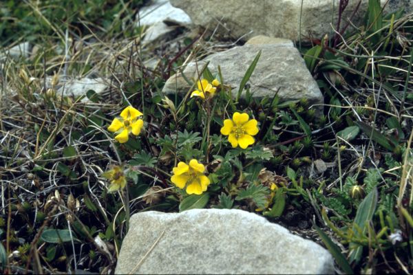 Arctic Cinquefoil