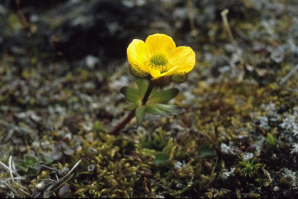 Snow Buttercup