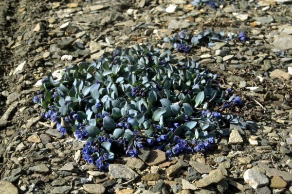 Oyster Plant