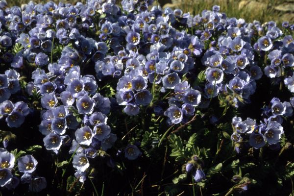 Boreal Jacob's-ladder