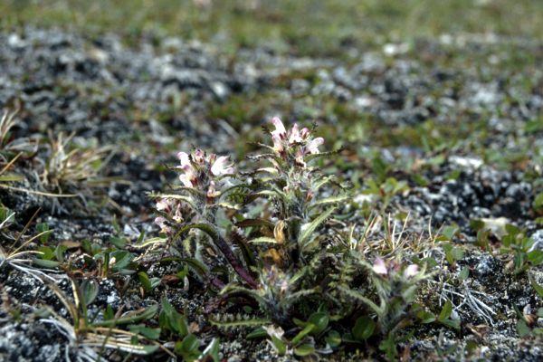 Hairy Lousewort