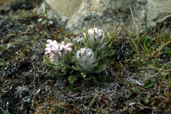 Woolley Lousewort