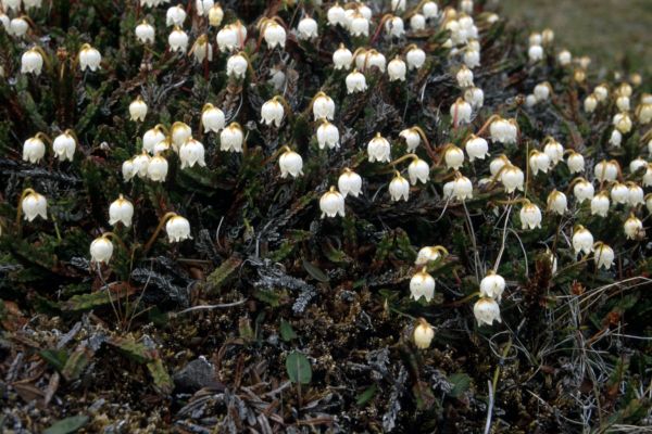 Arctic Bell Heather