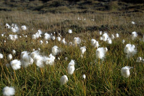 Arctic Cotton Grass