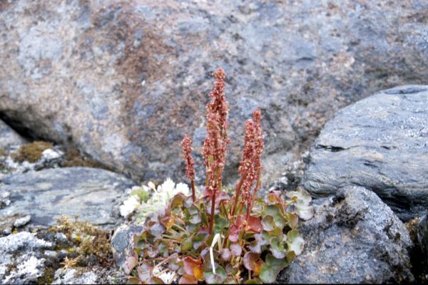 Mountain Sorrel