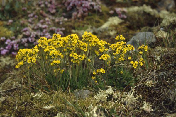 Arctic Whitlow-grass