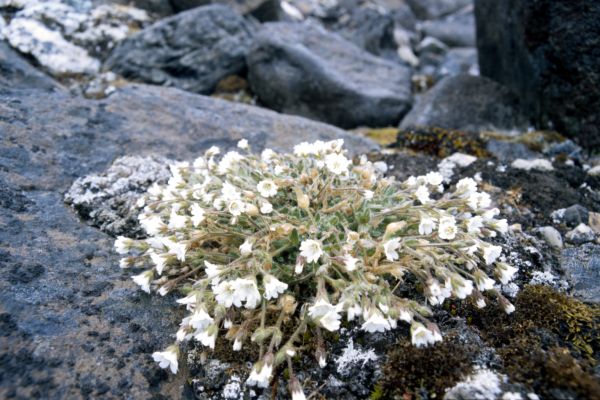 Arctic Mouse-ear Chickweed