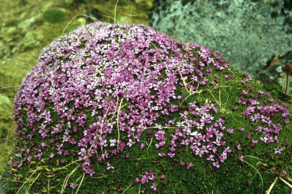  Moss Campion