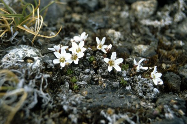 Mountain Sandwort