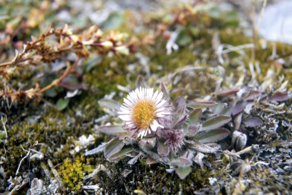 Black Fleabane