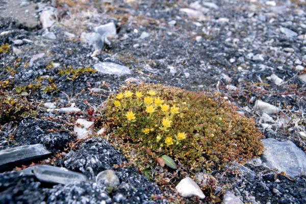 Yellow Mountain Saxifrage