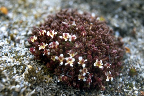  Brook( Polar) Saxifrage