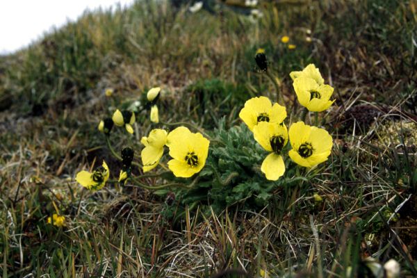 Svalbard Poppy