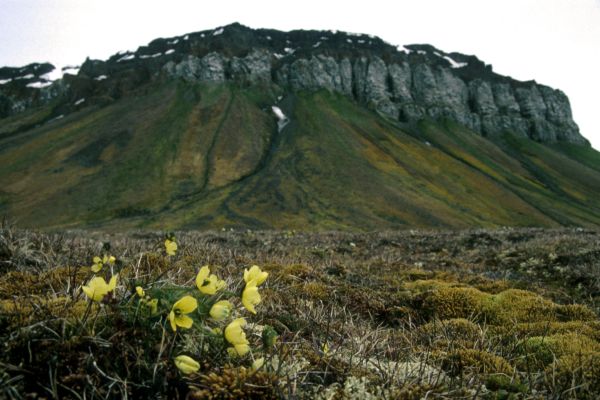 Svalbard Poppy