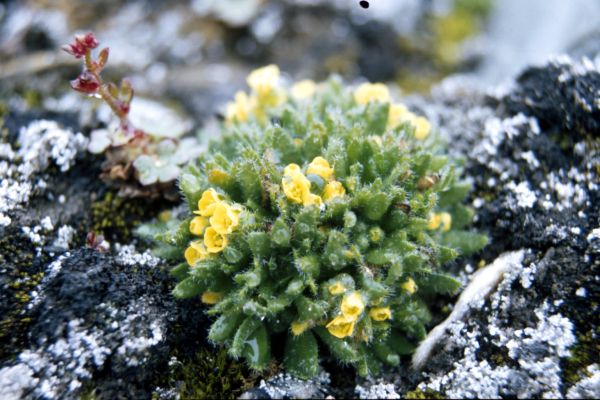 Arctic Whitlow-grass