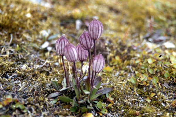 Nodding Lychnis