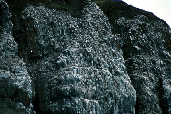 Brünnich's Guillemot