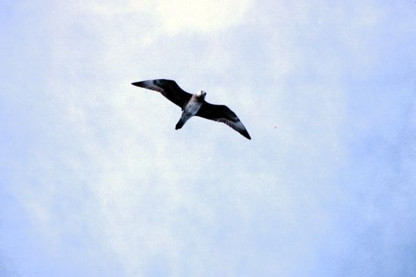 Pomarine Skua