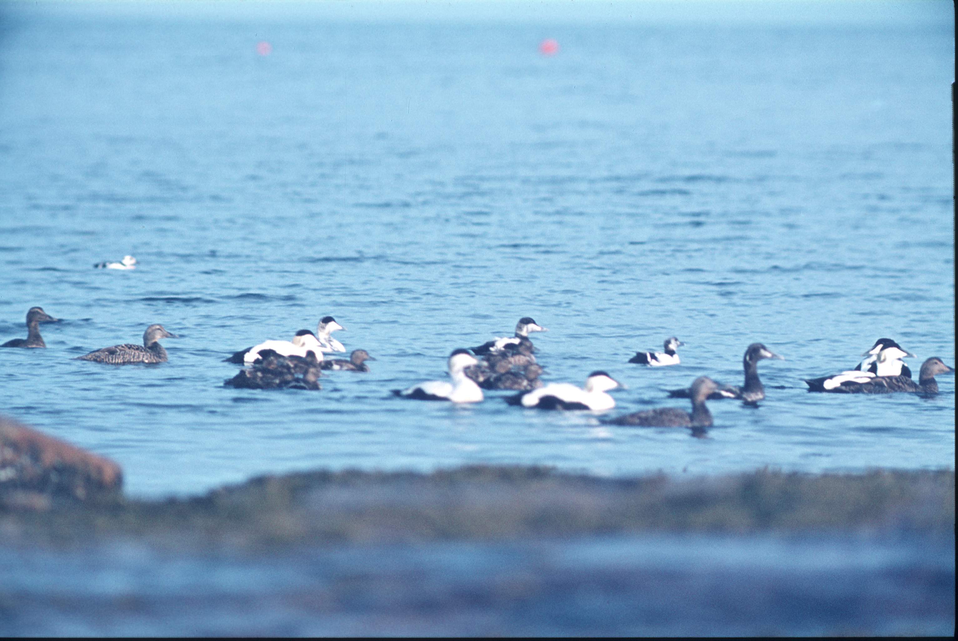 Mixed Group of Common and Steller's Eiders
